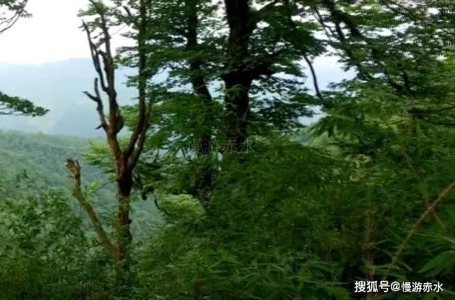 阴阳师